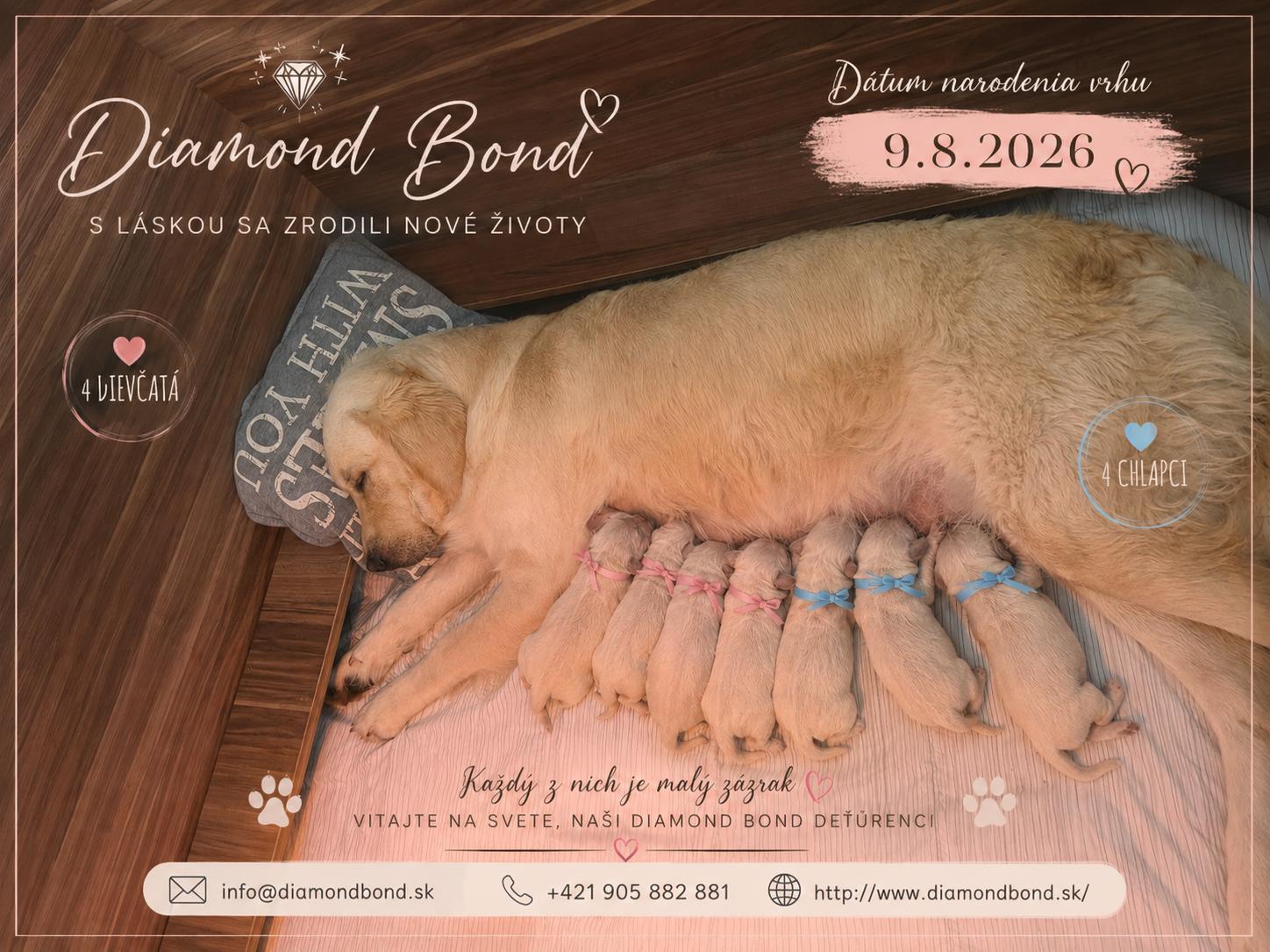 Oznamenie o narodení vrhu Diamond Bond — 8 šteniatok, 4 dievčatká a 4 chlapci, 9. 8. 2026