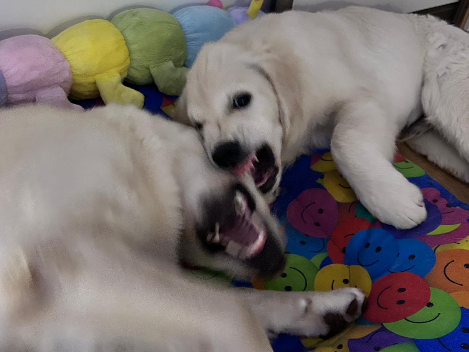 Enzo a Beky spia spolu