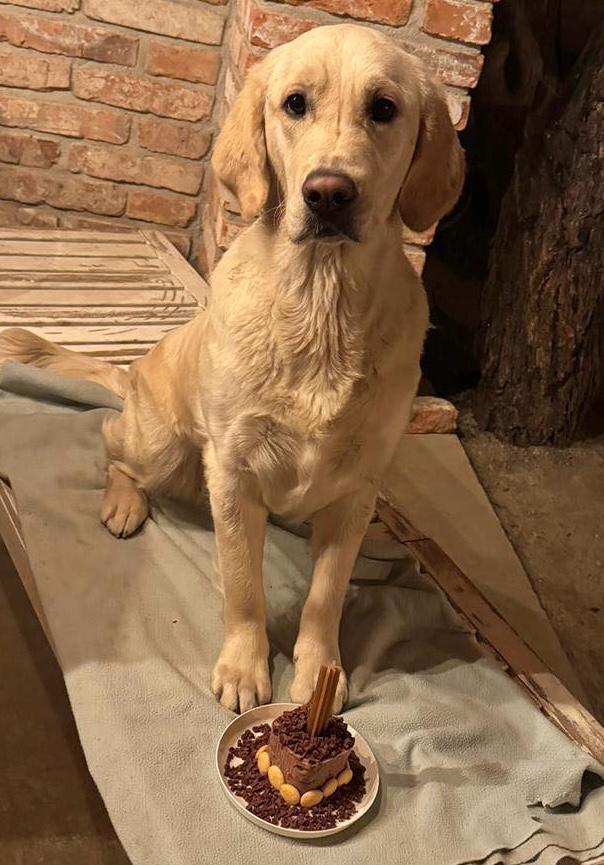Zlatý retriever pri canisterapii 5