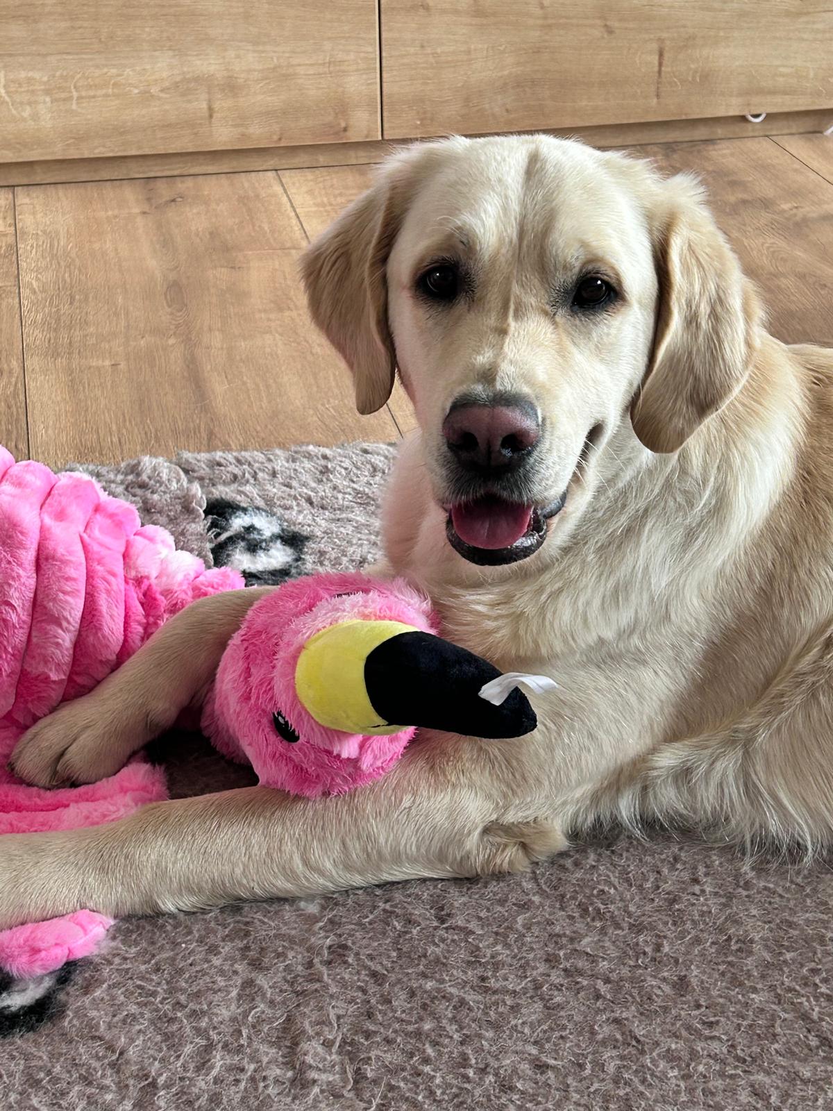 Zlatý retriever pri canisterapii 2