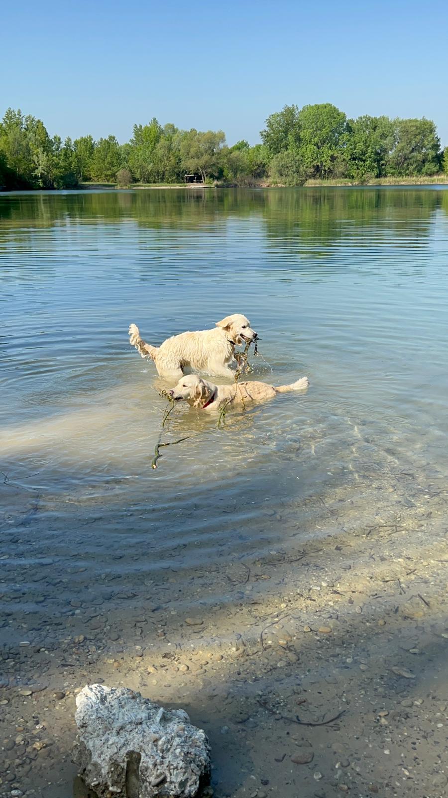 Enzo a Beky plávajú v jazere