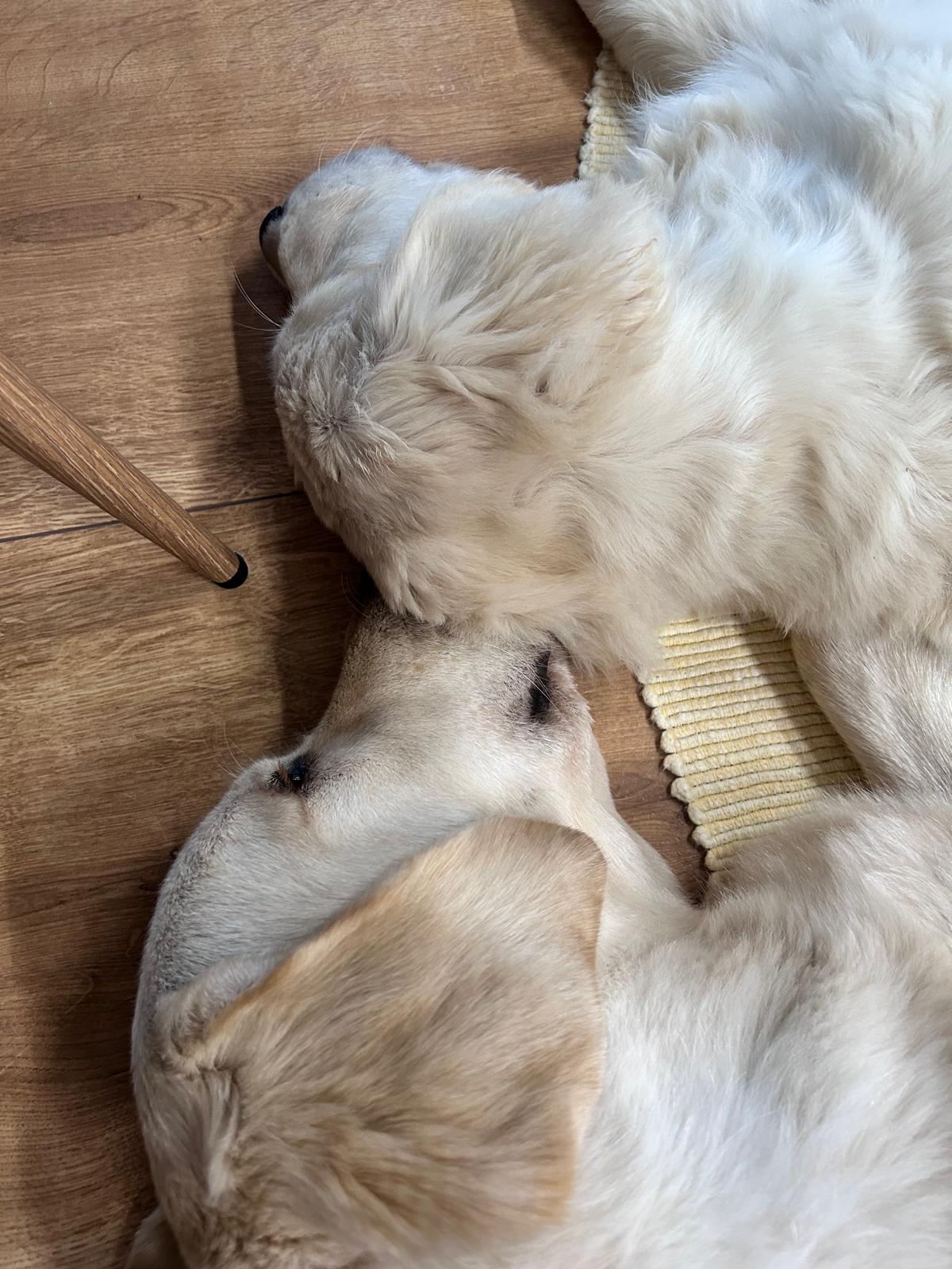 Enzo a Beky spia spolu