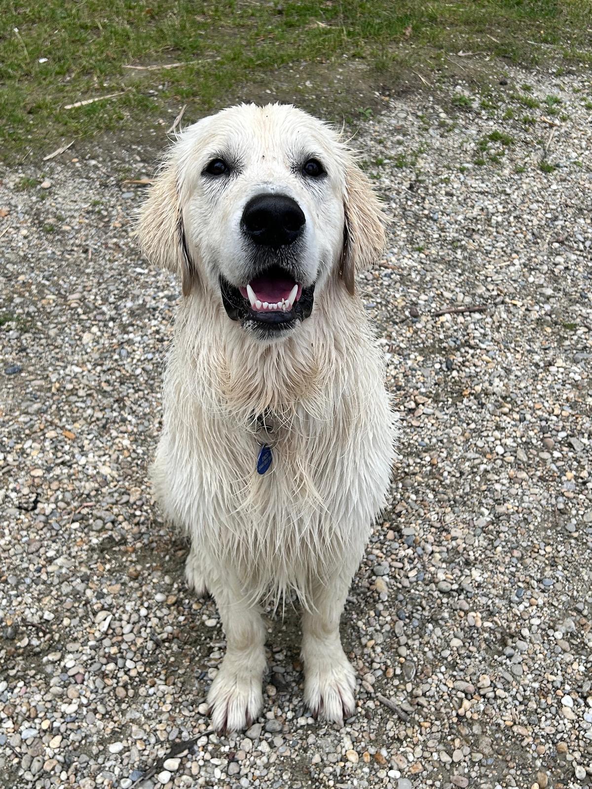 Enzo — zlatý retriever, 1,5 roka