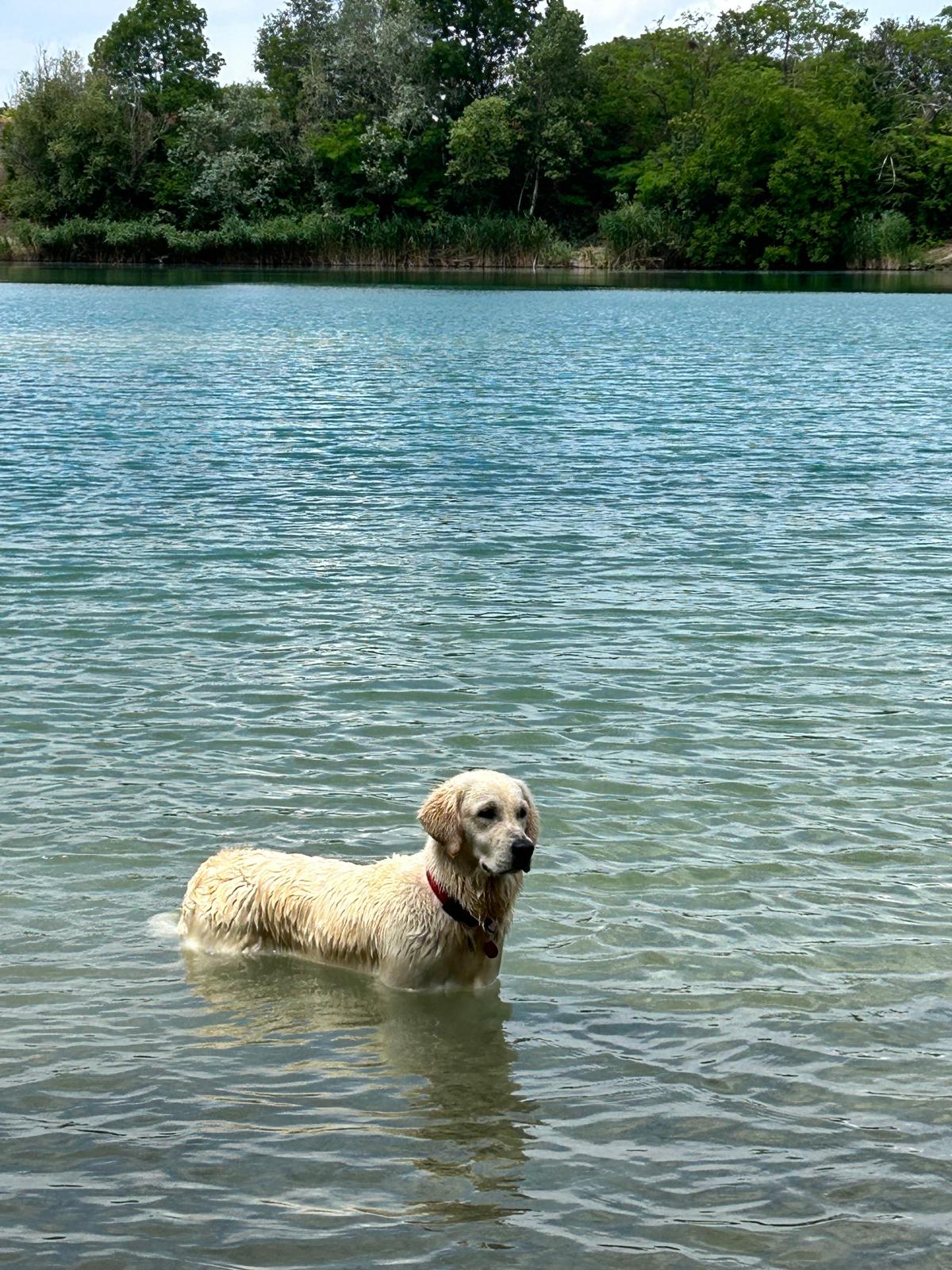 Zlatý retriever pri canisterapii 4