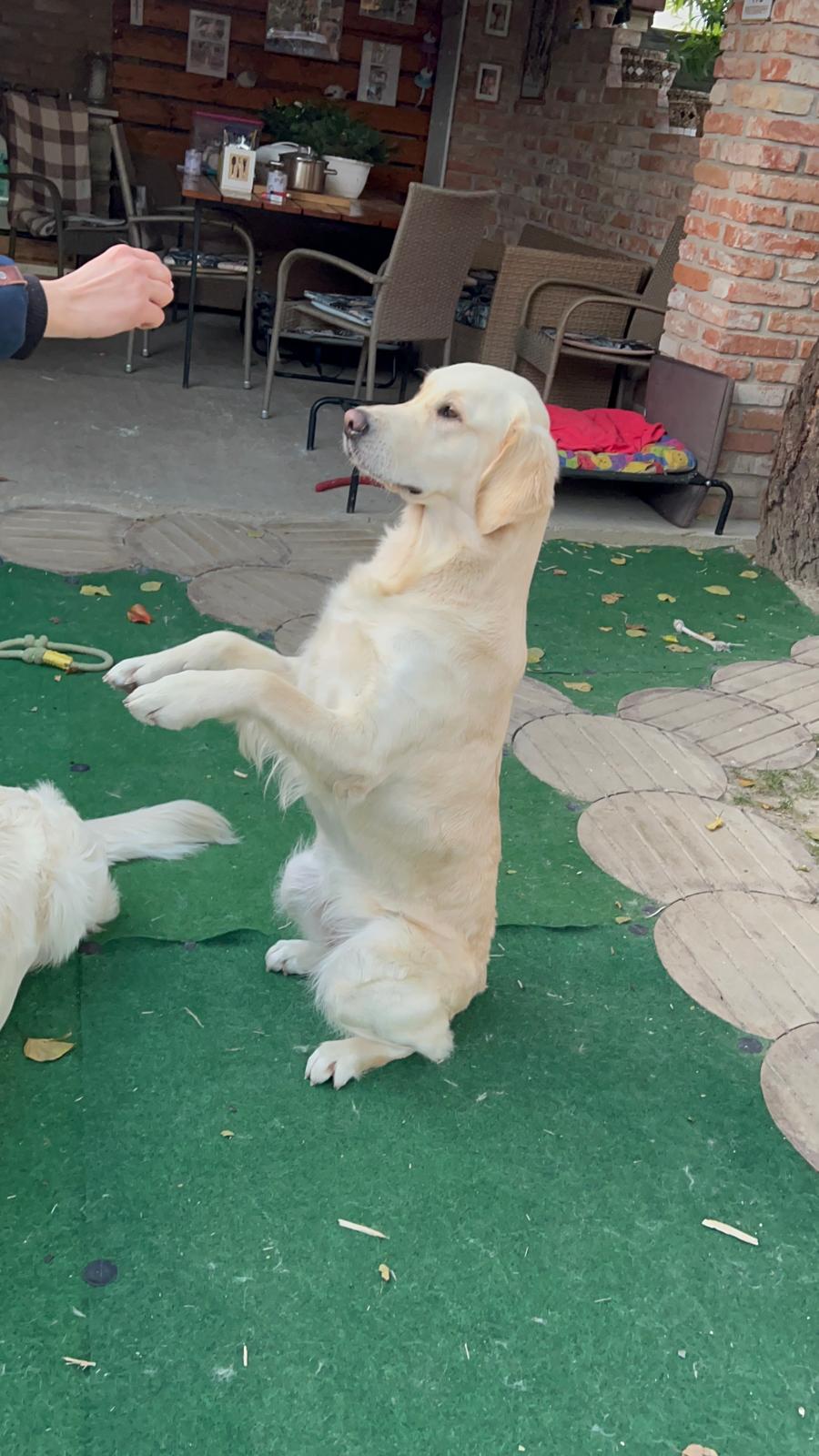 Zlatý retriever pri canisterapii 3