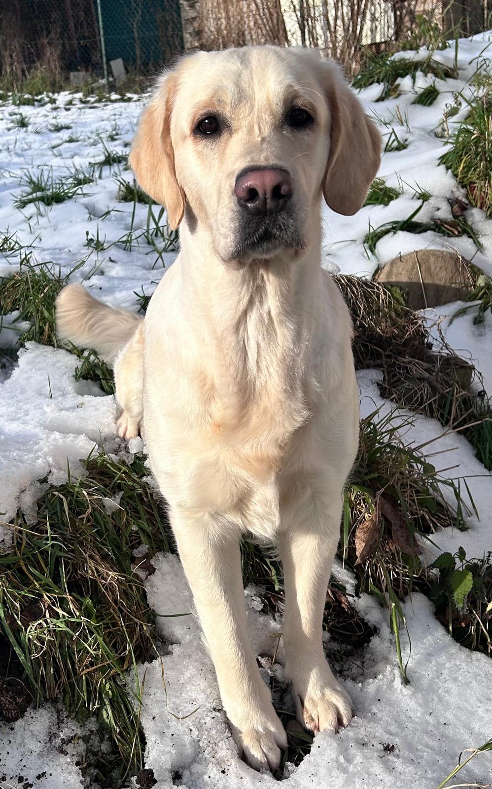 Zlatý retriever pri canisterapii 1