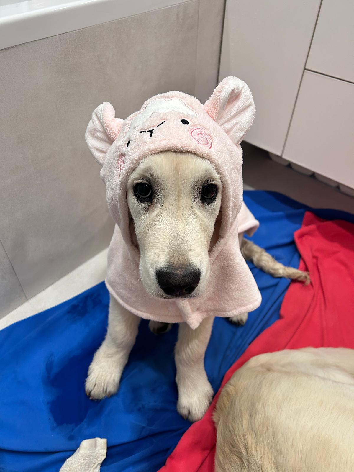 Enzo v ružovom uteráku s ušami