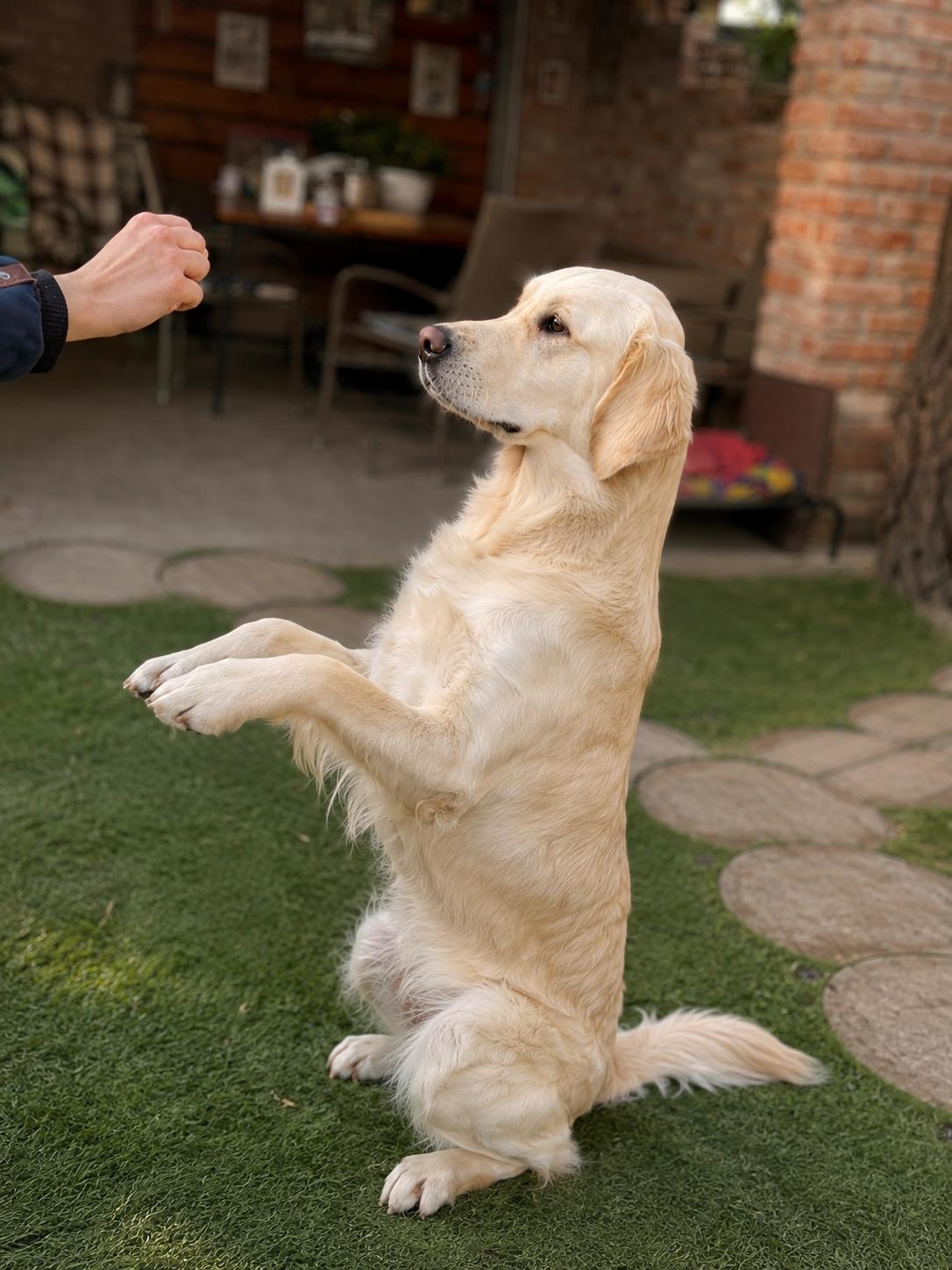 Zlatý retriever Diamond Bond pri tréningu