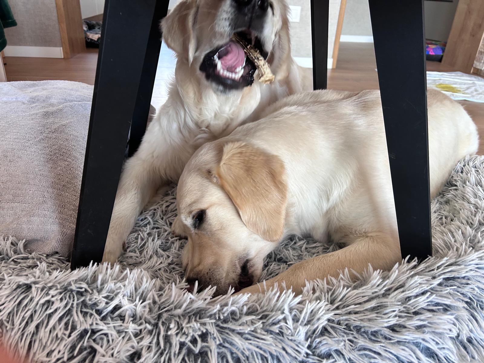 Enzo a Beky pod stolom